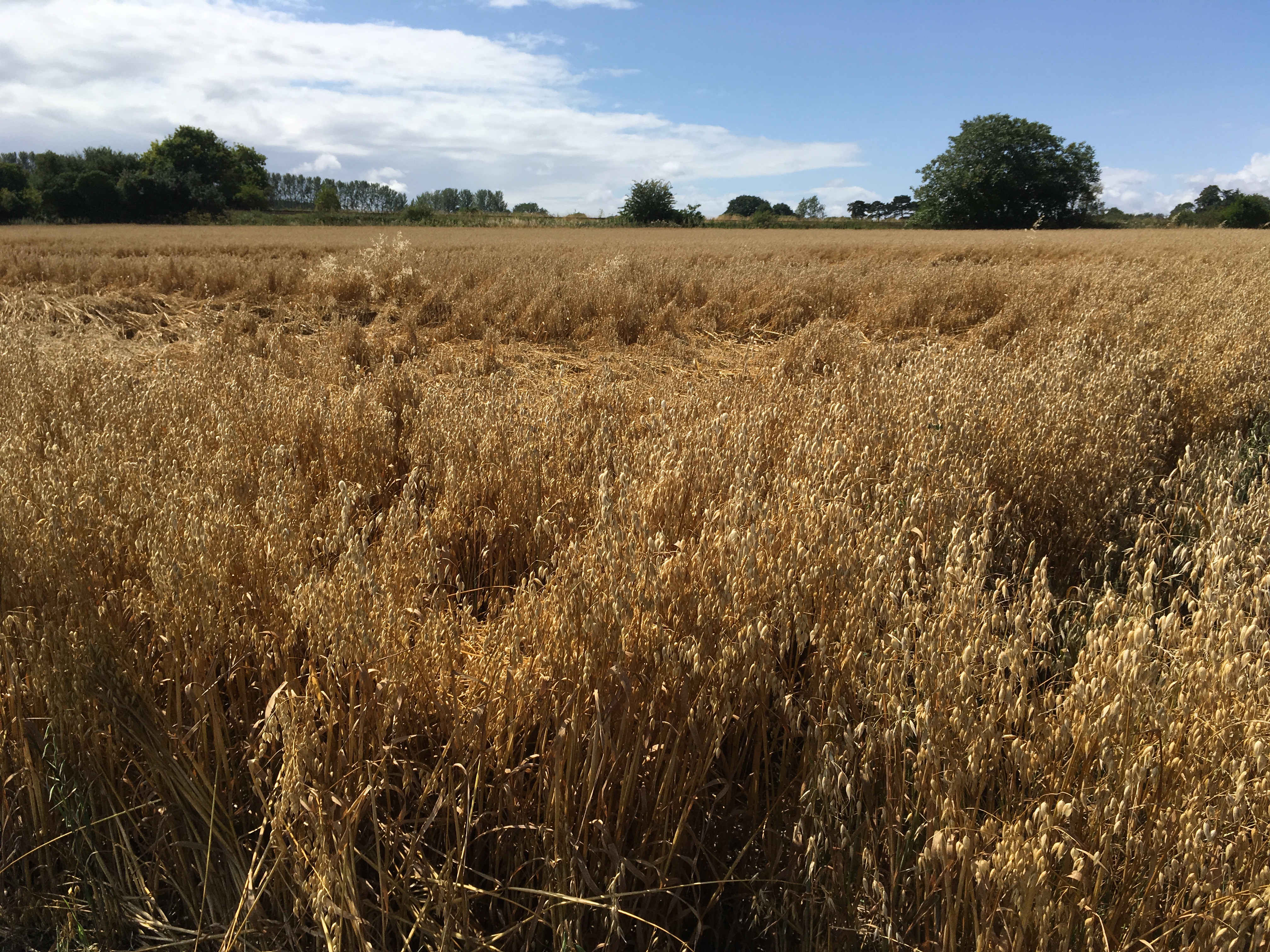 wheat field